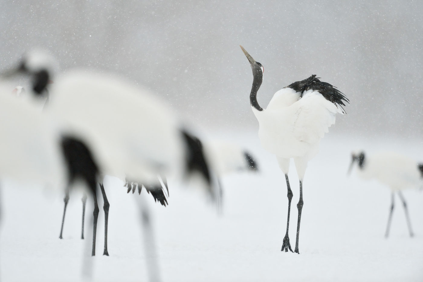 De red-crowned cranes doorstaan de bijtende kou tijdens de winter van Hokkaido. © Yves Adams