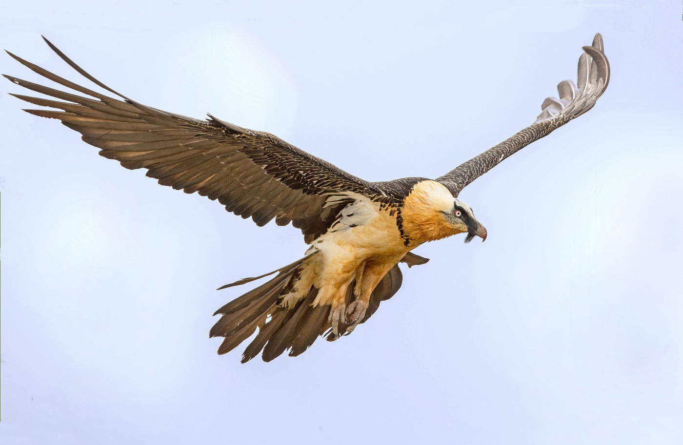 Vluchtfoto van een lammergier tijdens het opstijgen. © Rudi Debruyne