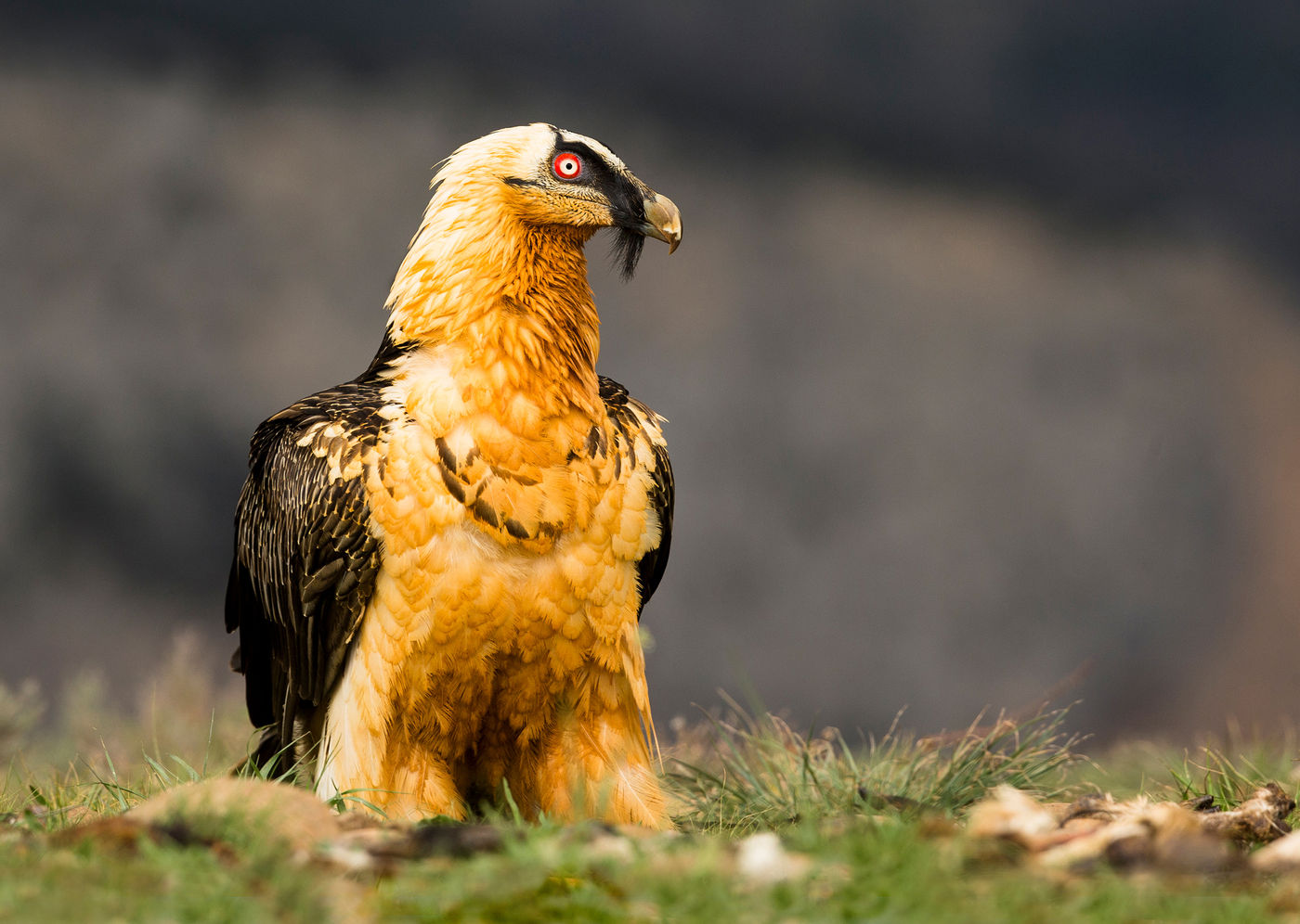 Een lammergier in profiel. © Rudi Debruyne