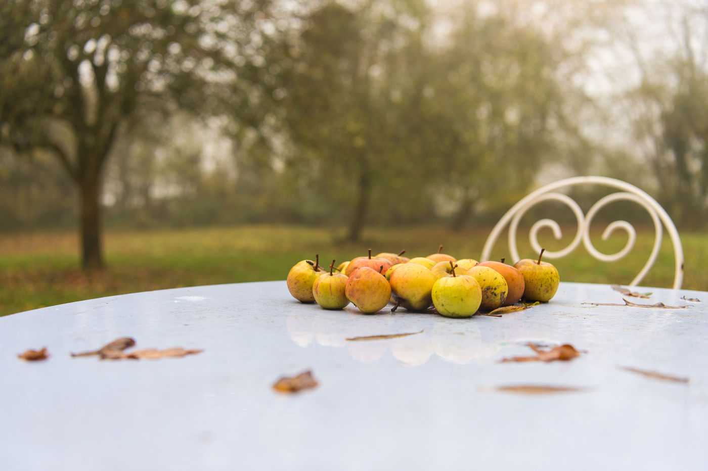 Herfst in Lac Du Der. © Billy Herman