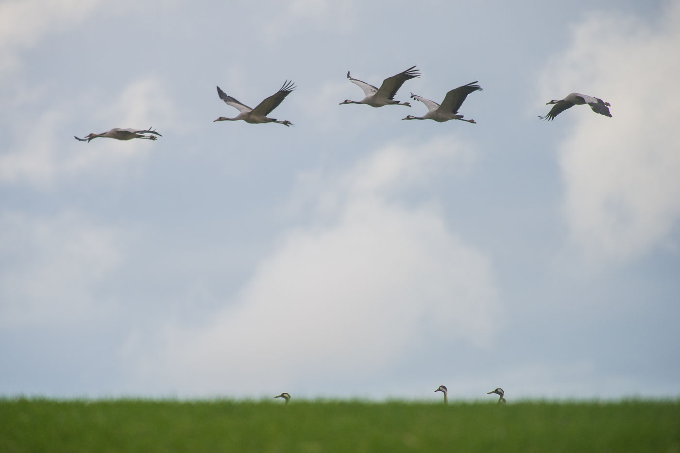 Kraanvogels boven het weiland. © Billy Herman