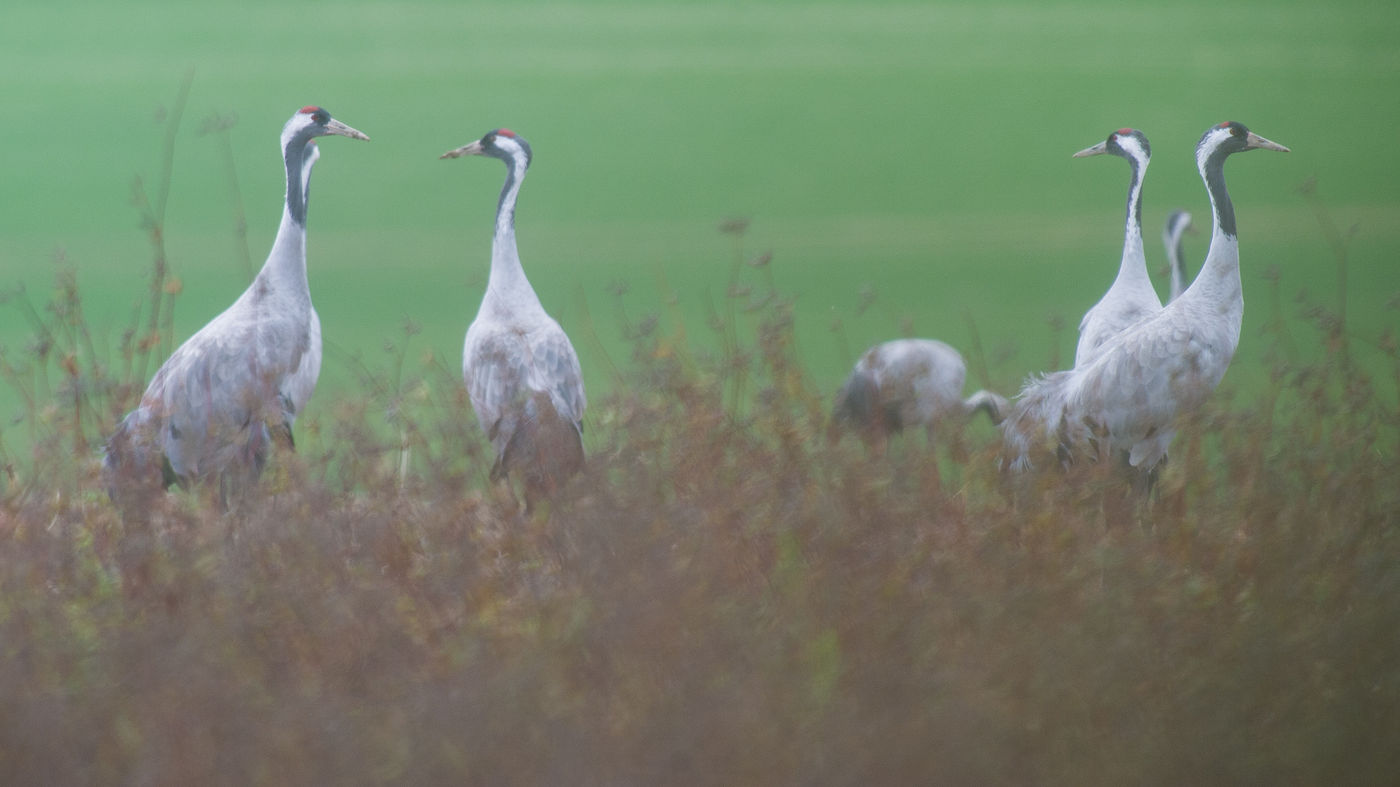 Kraanvogels op een mistige ochtend. © Billy Herman