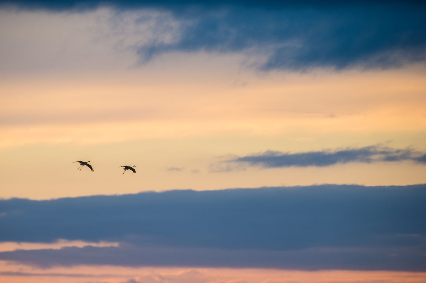 Twee kraanvogels tijdens de ondergaande zon. © Billy Herman