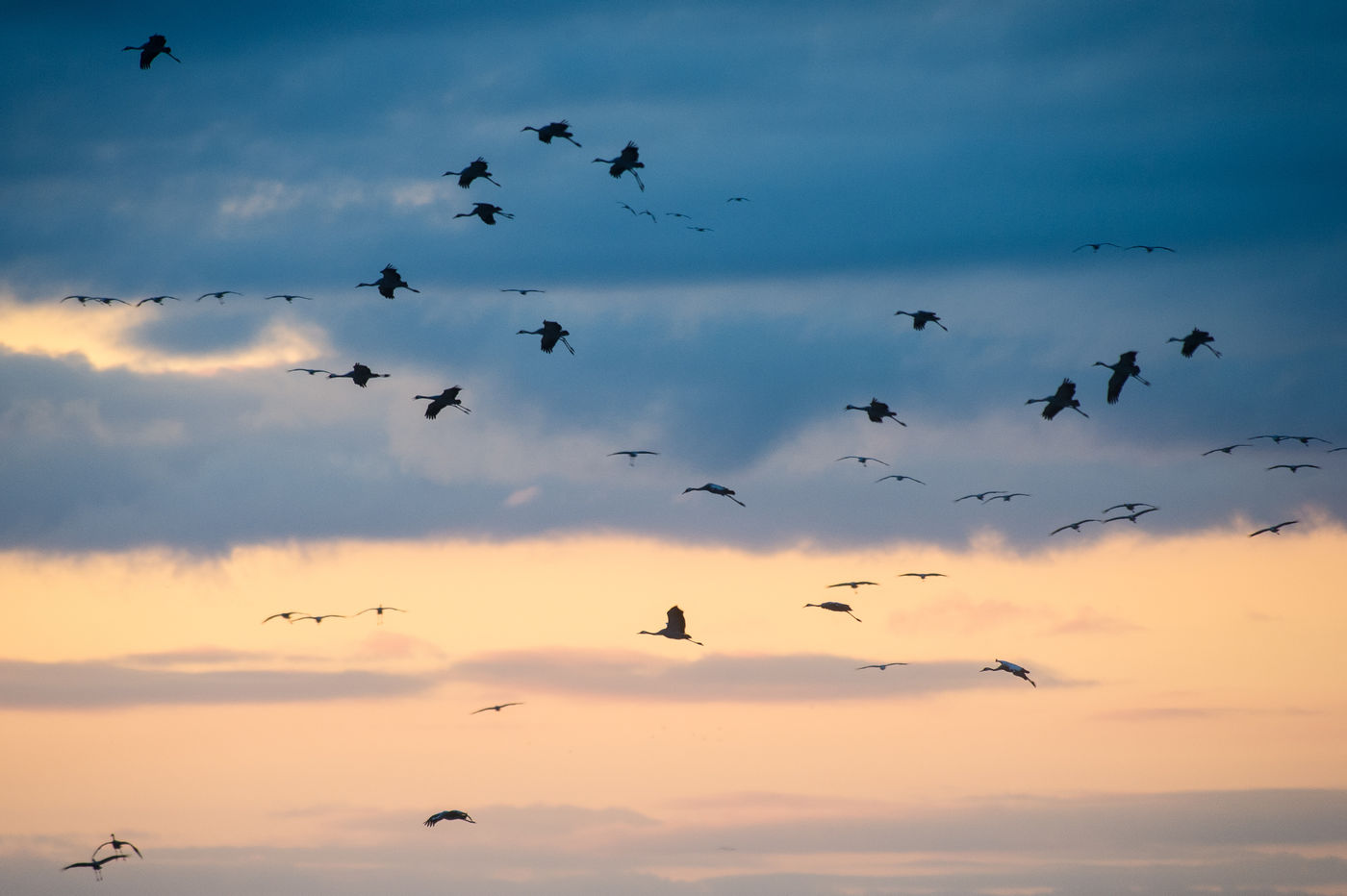 De kraanvogels komen aan op de slaapplek. © Billy Herman