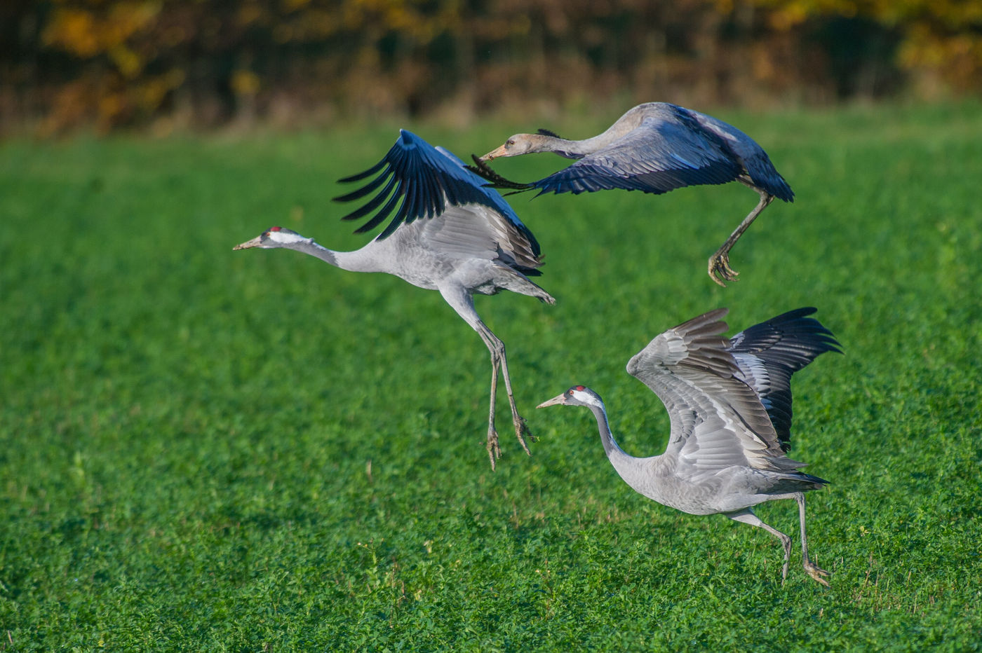 Twee volwassen kraanvogels met jong. © Billy Herman