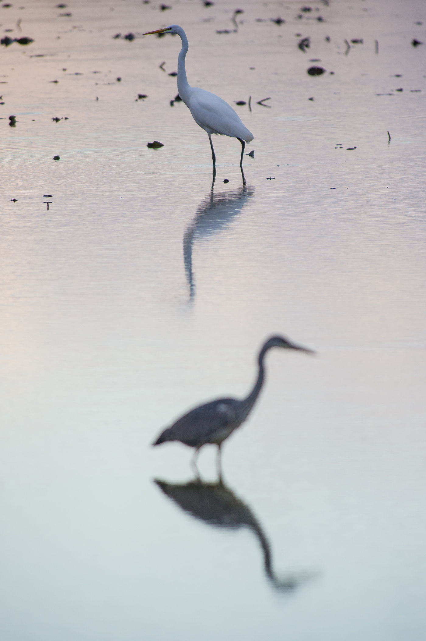 Een grote zilverreiger broederlijk naast een blauwe reiger. © Billy Herman