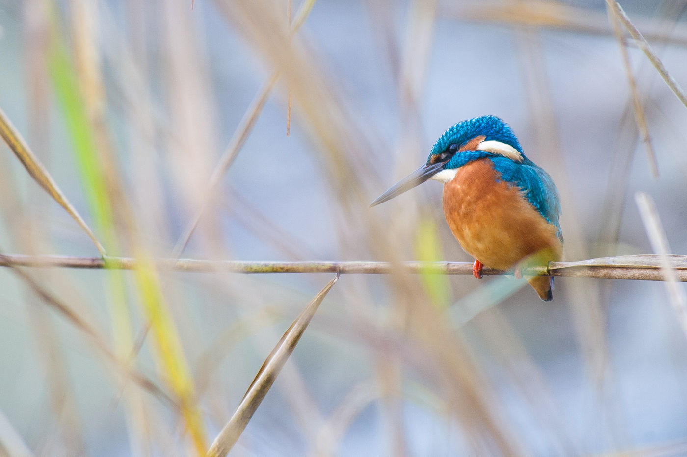 Een ijsvogeltje op zoek naar vis. © Billy Herman