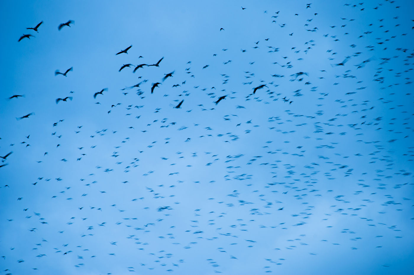 Een groep kraanvogels tijdens de schemer. © Billy Herman