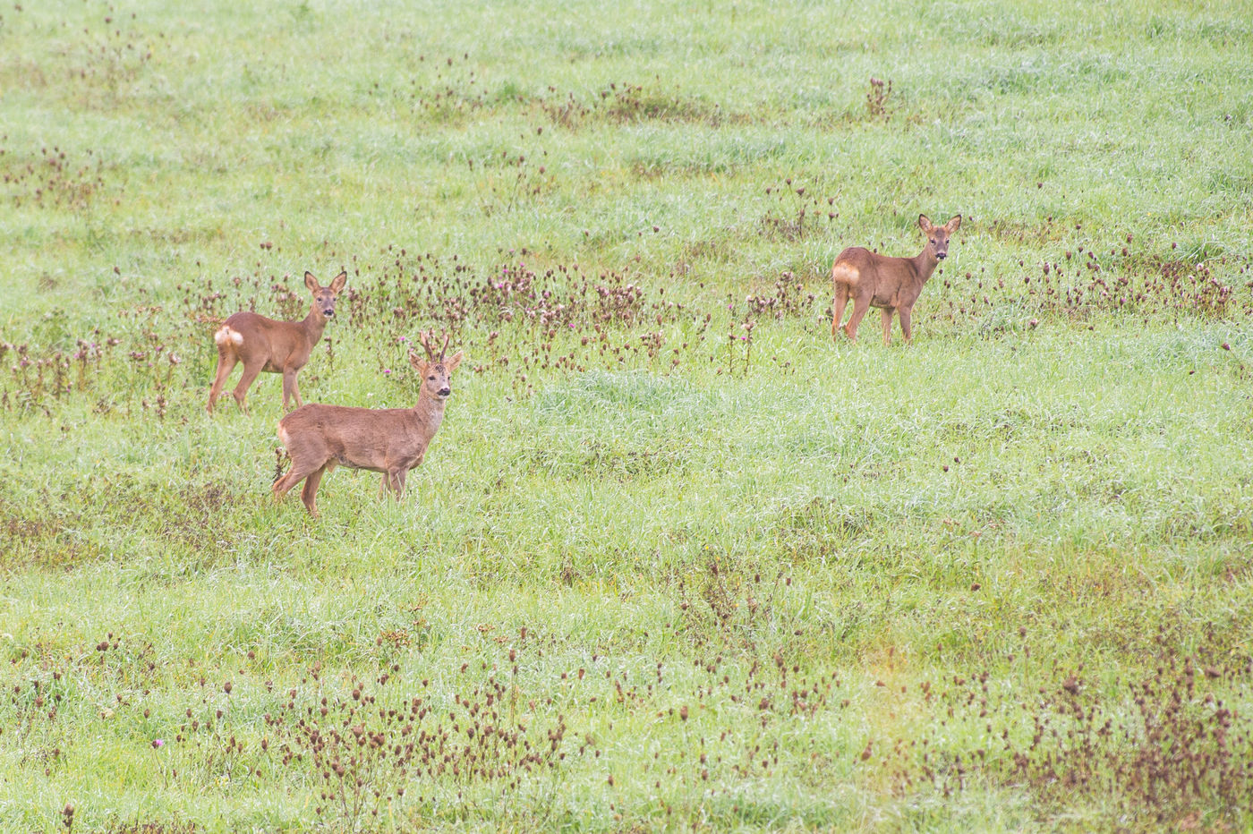 Drie reeën in het bedauwde veld. © Billy Herman