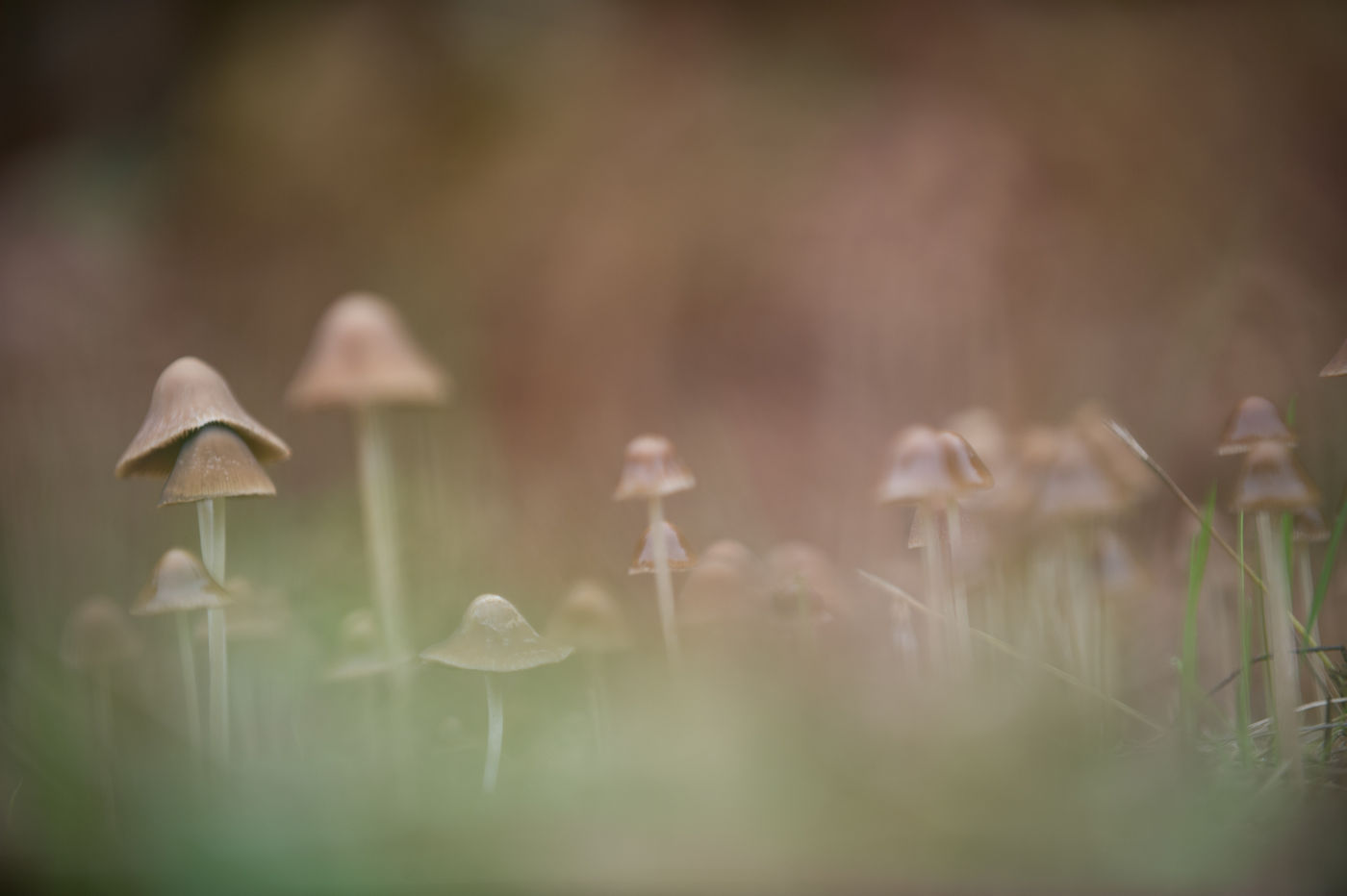 Een leger van paddenstoeltjes rijst op uit het gras. © Billy Herman