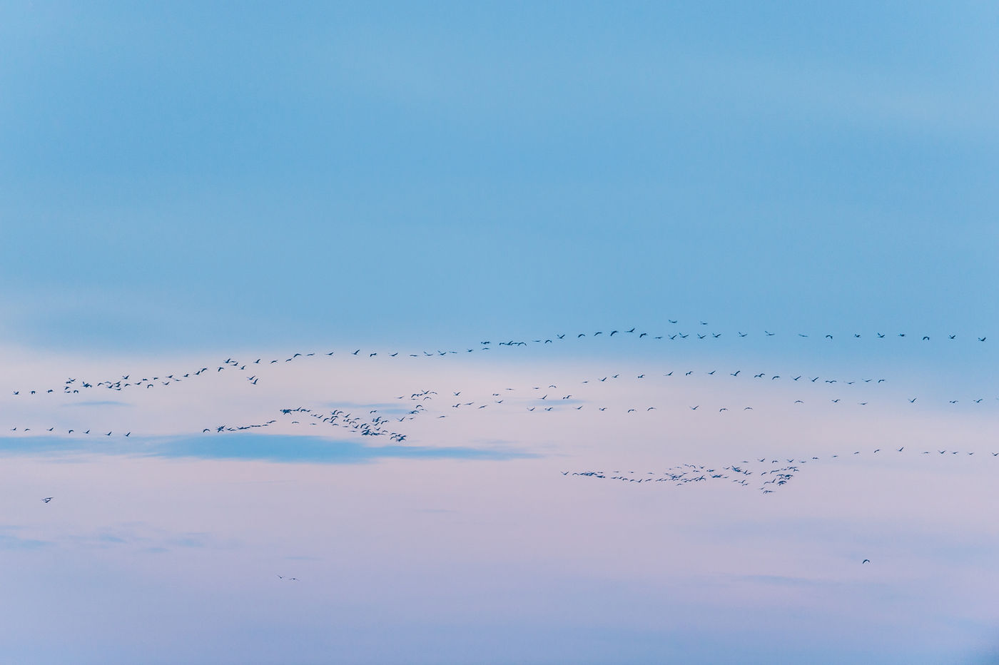 Kraanvogels op weg naar de slaapplek. © Billy Herman