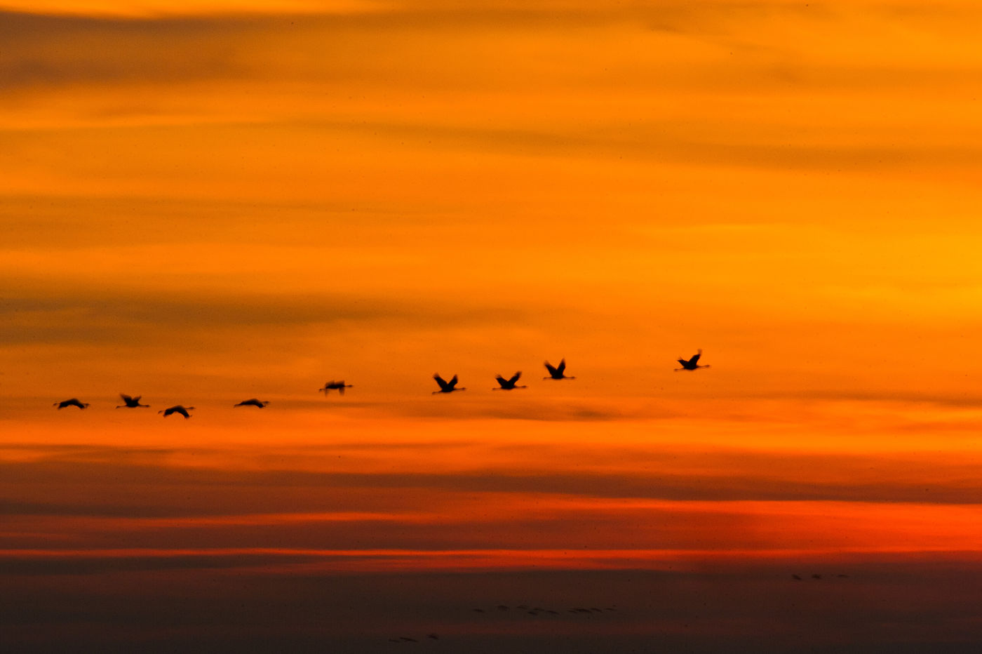 Kraanvogels tijdens de zonsondergang. © Billy Herman