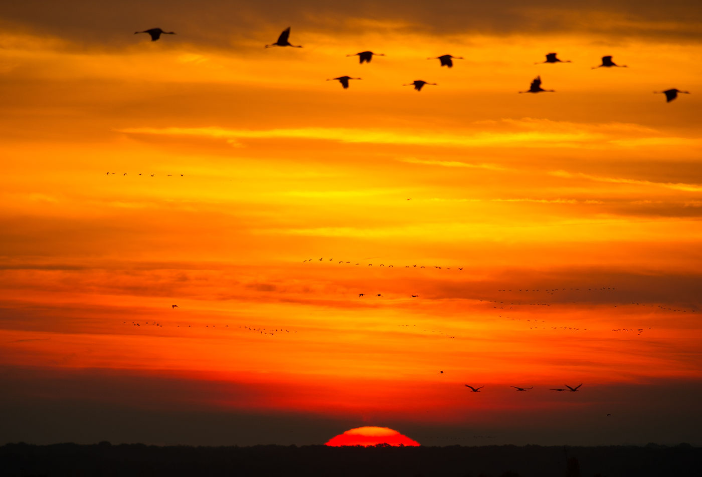 Kraanvogels tijdens de ondergaande zon. © Billy Herman