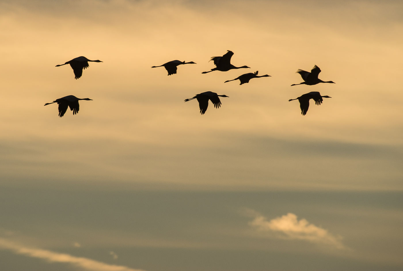 Enkele kraanvogels met tegenlicht. © Billy Herman