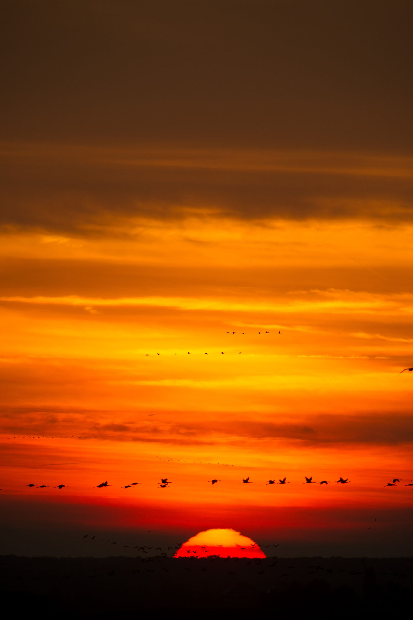 Kraanvogels tijdens de ondergaande zon. © Billy Herman