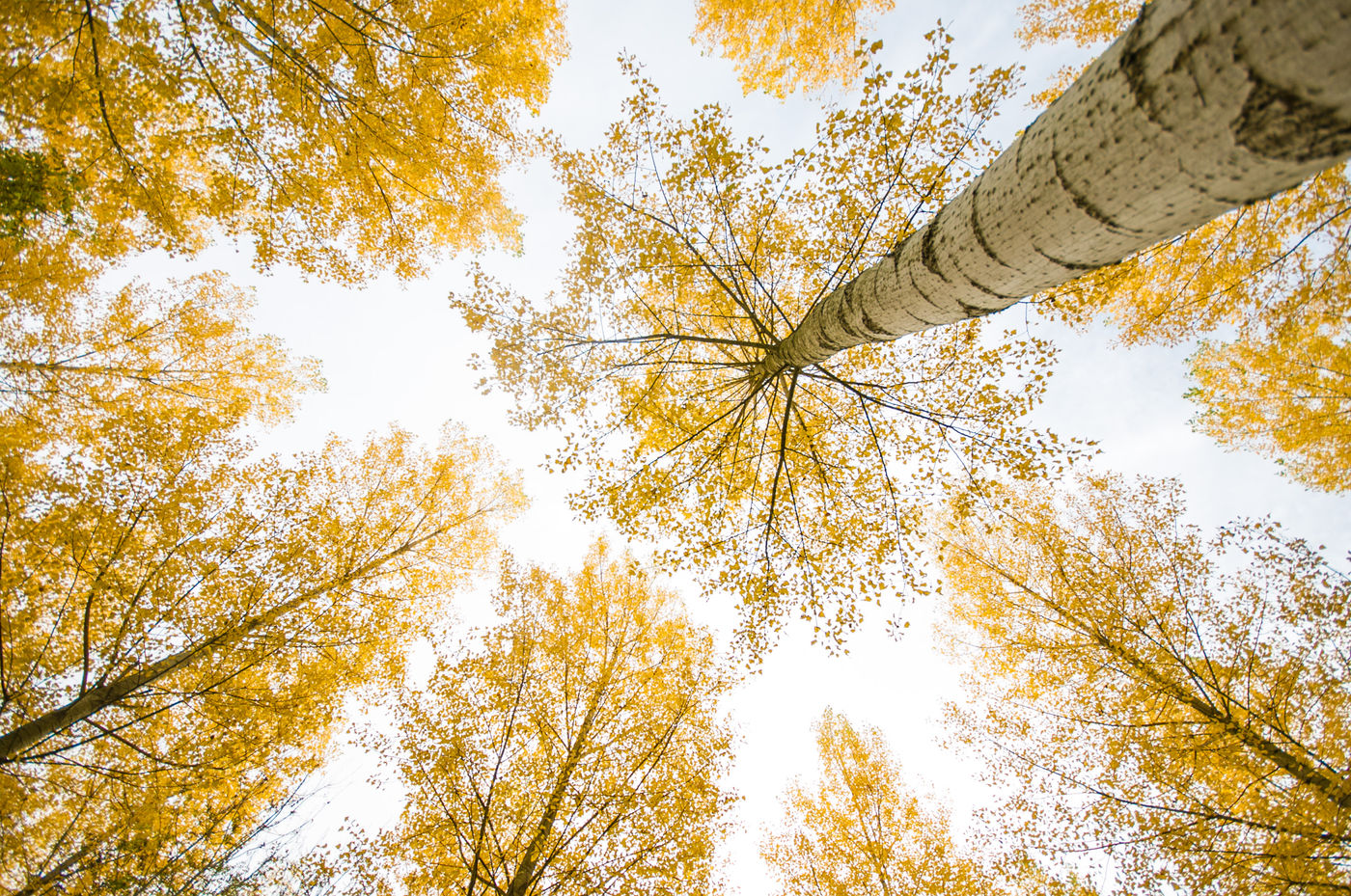 Enkele populieren maken zich klaar voor de herfst. © Billy Herman