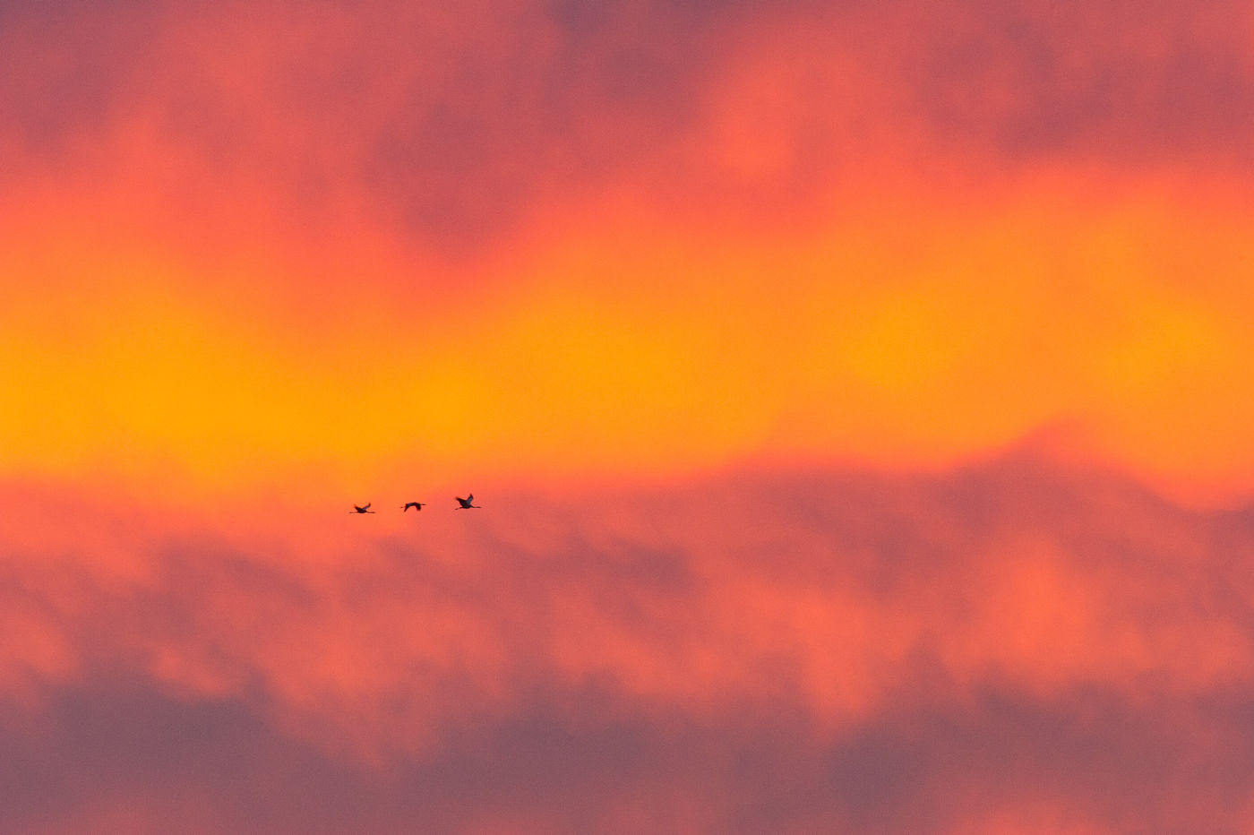 Ondergaande zon en enkele kraanvogels. © Billy Herman