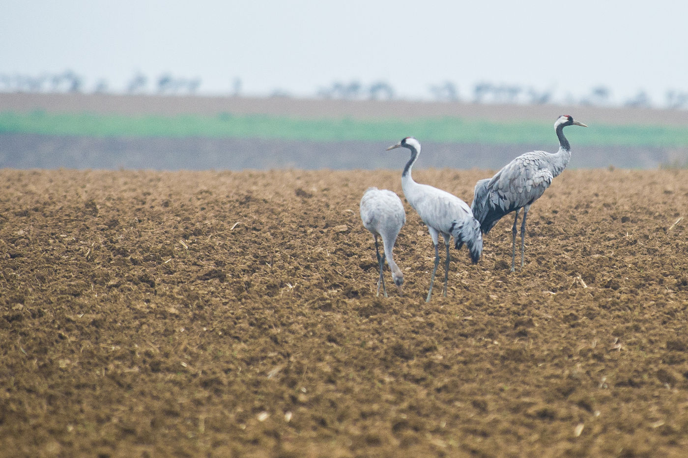 Een koppel kraanvogels met jong op een vers geploegde akker. © Billy Herman