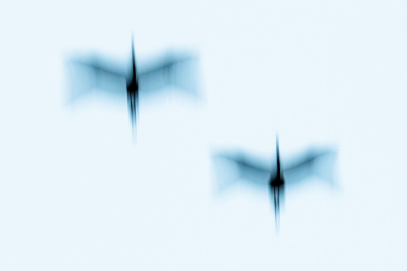 Kraanvogels abstract. © Billy Herman