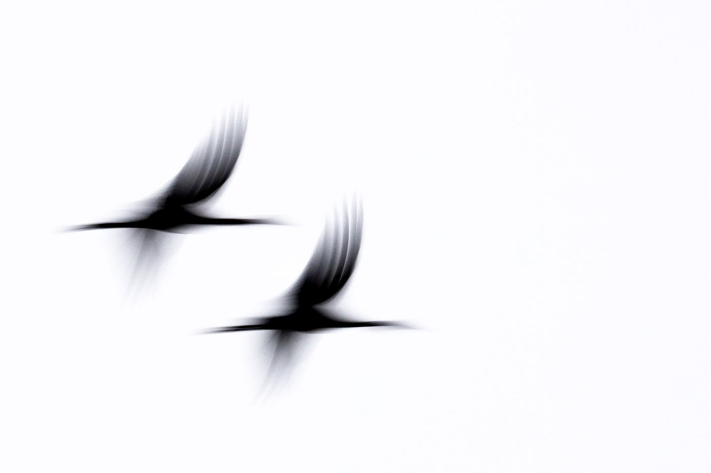 Kraanvogels abstract. © Billy Herman