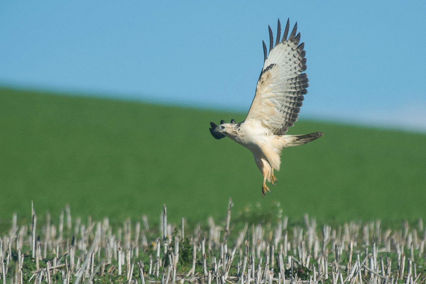 Een juveniele buizerd op één van de stoppelvelden. © Billy Herman