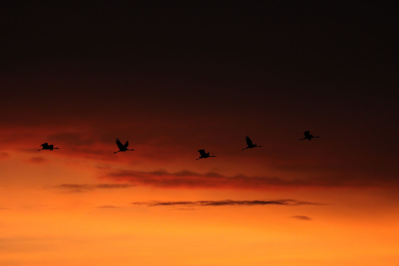 Sfeerbeeld kraanvogels bij het vallen van de avond. © Noé Terorde