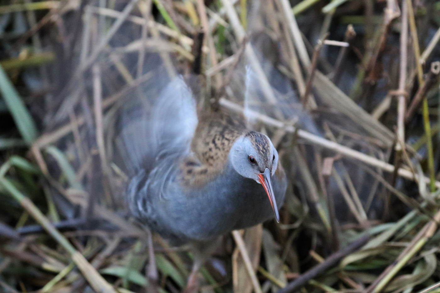 Met wat geluk komen we oog in oog te staan met een waterral. © Noé Terorde