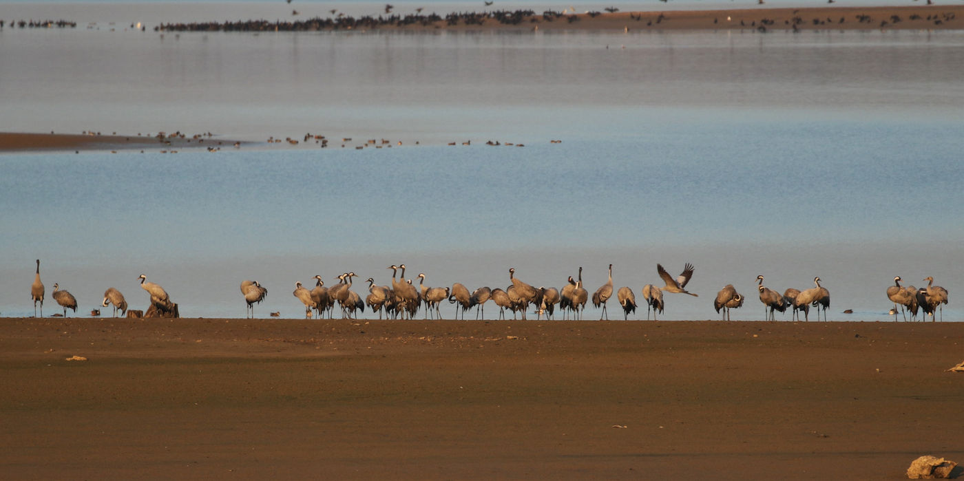 Een groep kraanvogels verpoost langs het meer. © Noé Terorde