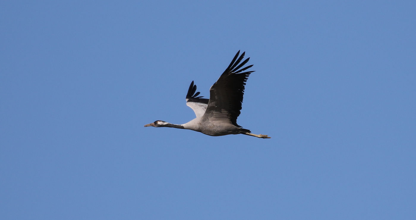 Kraanvogel in vlucht tegen een blauwe hemel. © Noé Terorde