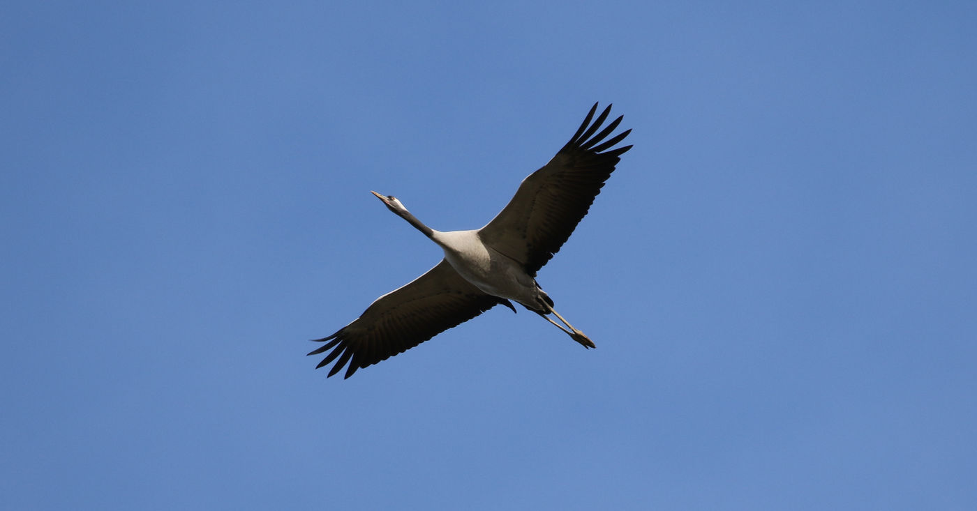 Een kraanvogel tegen een helderblauwe winterlucht. © Noé Terorde