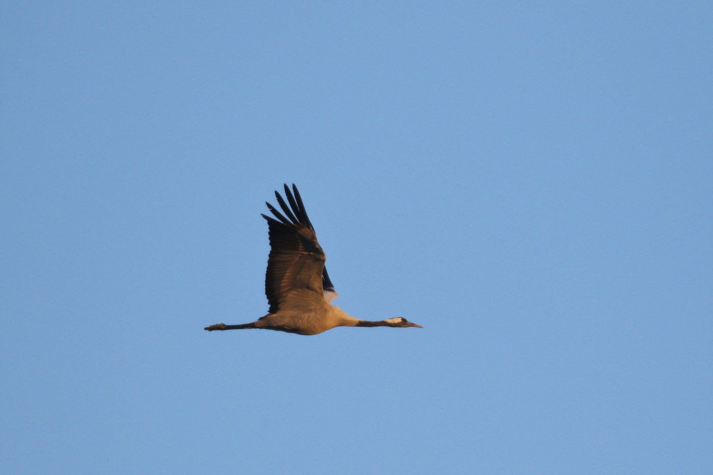 Een kraanvogel in vlucht. © Noé Terorde