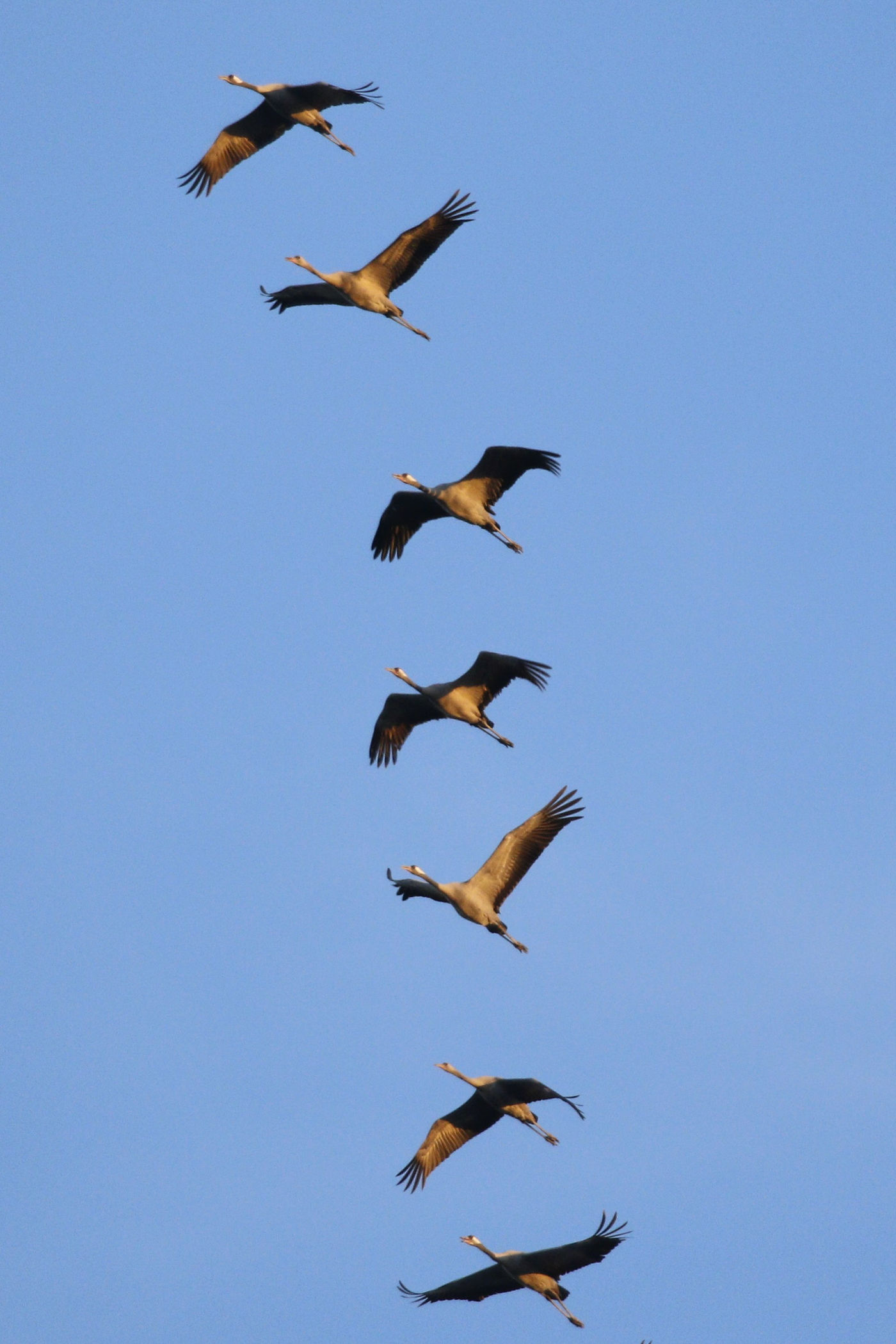 Een vlucht kraanvogels. © Noé Terorde