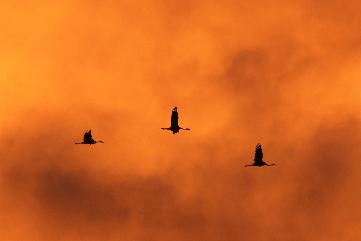 Kraanvogels onder een gouden hemel tijdens het vallen van de avond. © Noé Terorde