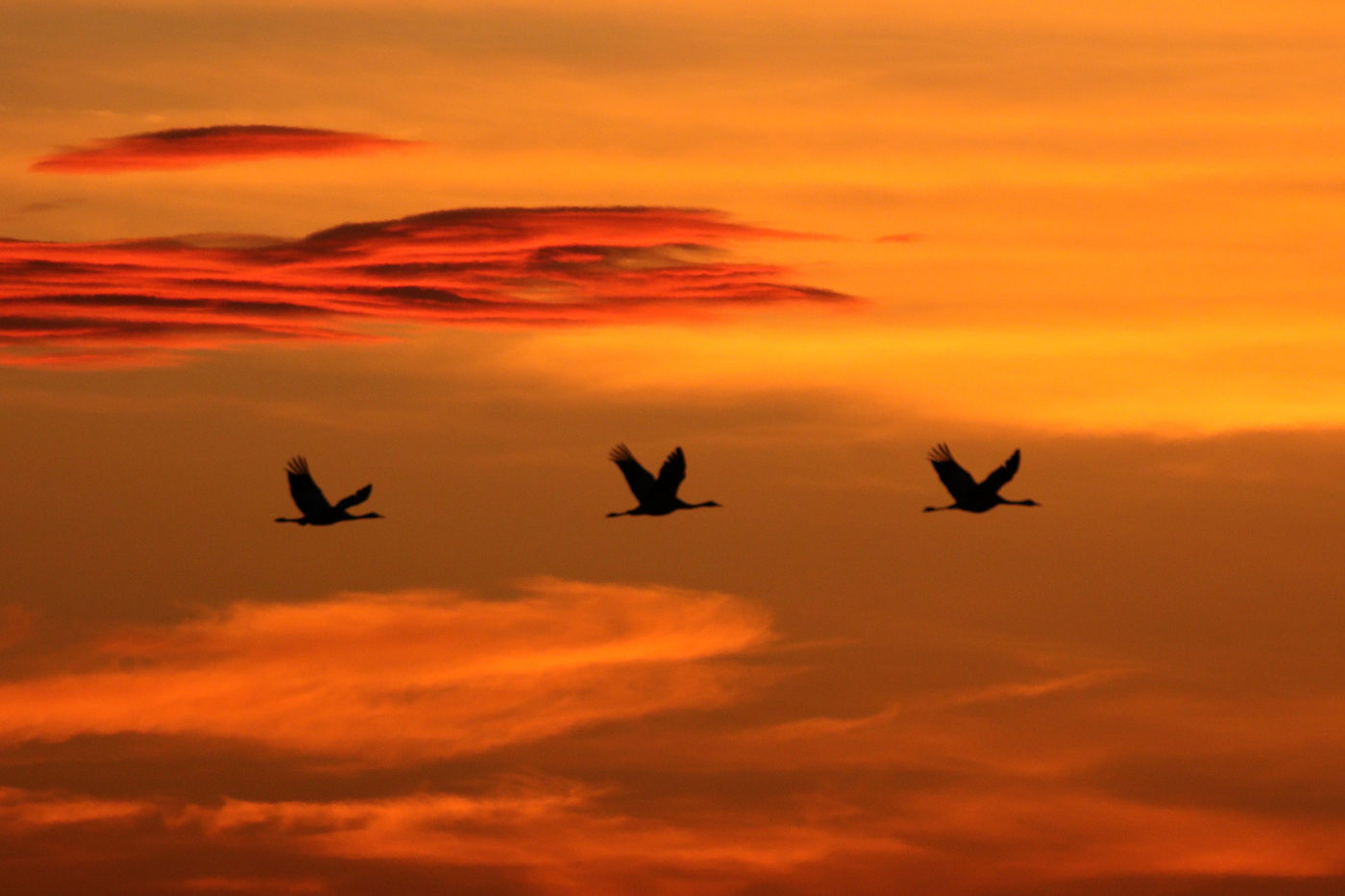 Sfeerbeeld van kraanvogels bij zonsondergang. © Noé Terorde