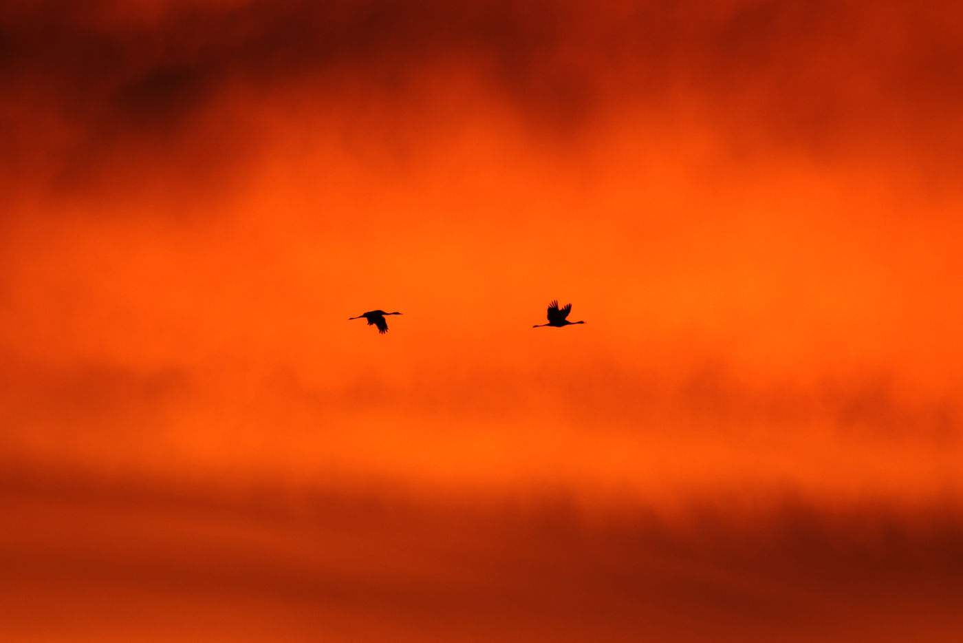 Koppel kraanvogels bij zonsondergang. © Noé Terorde