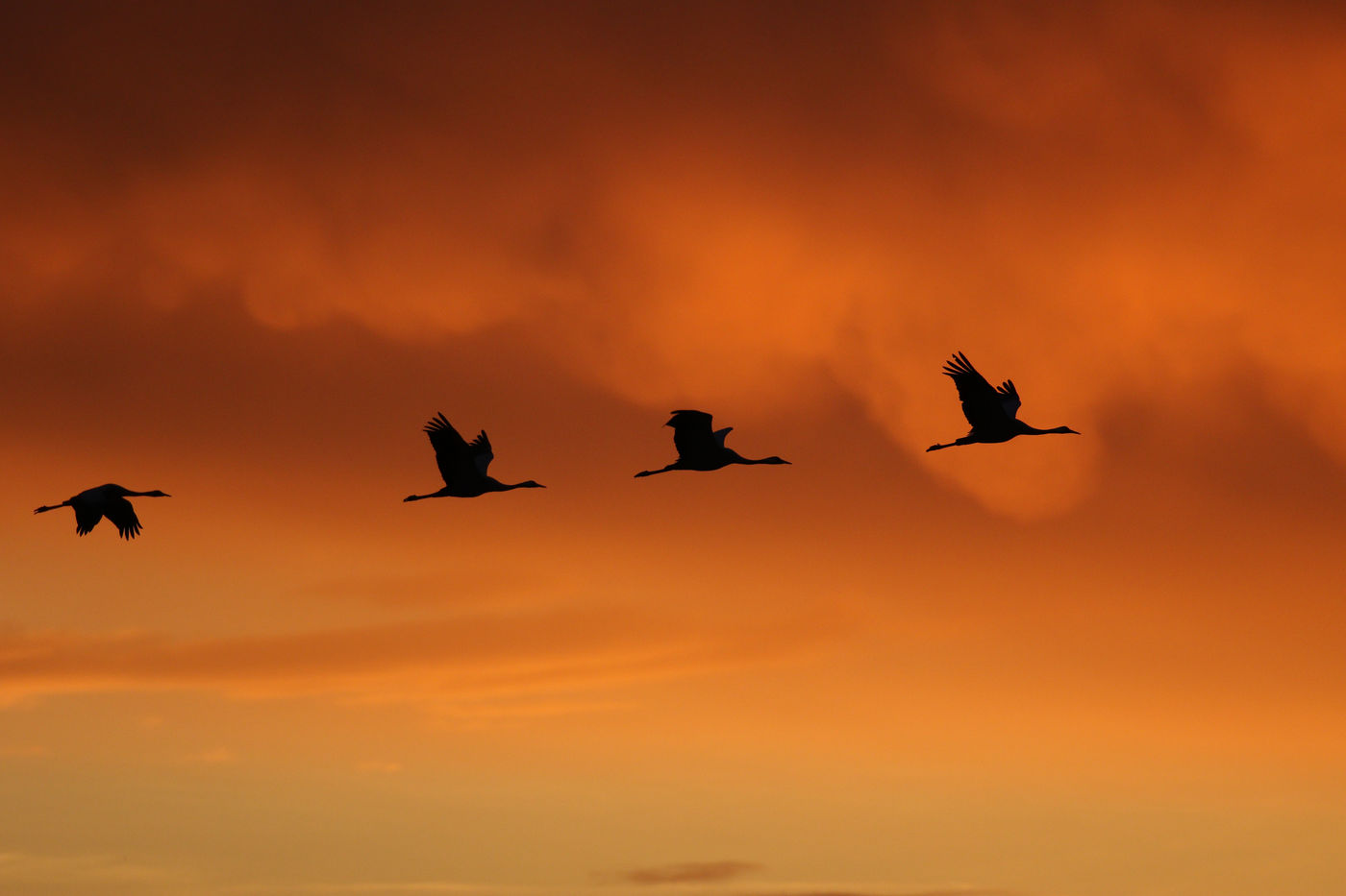 Kraanvogels tegen een oranje lucht. © Noé Terorde