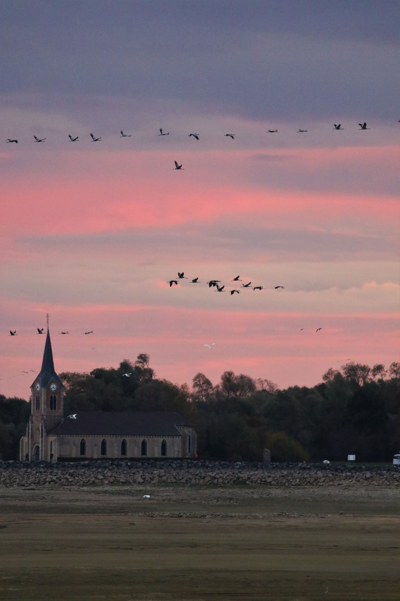 Kraanvogels boven een kerk bij zonsondergang. © Noé Terorde