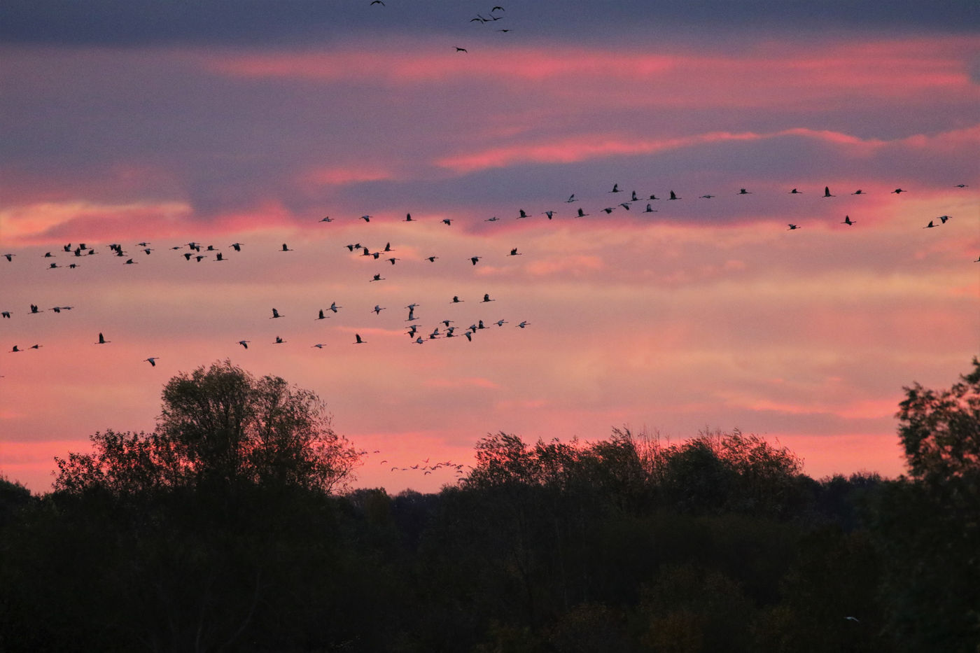 Een groep kraanvogels bij zonsondergang. © Noé Terorde