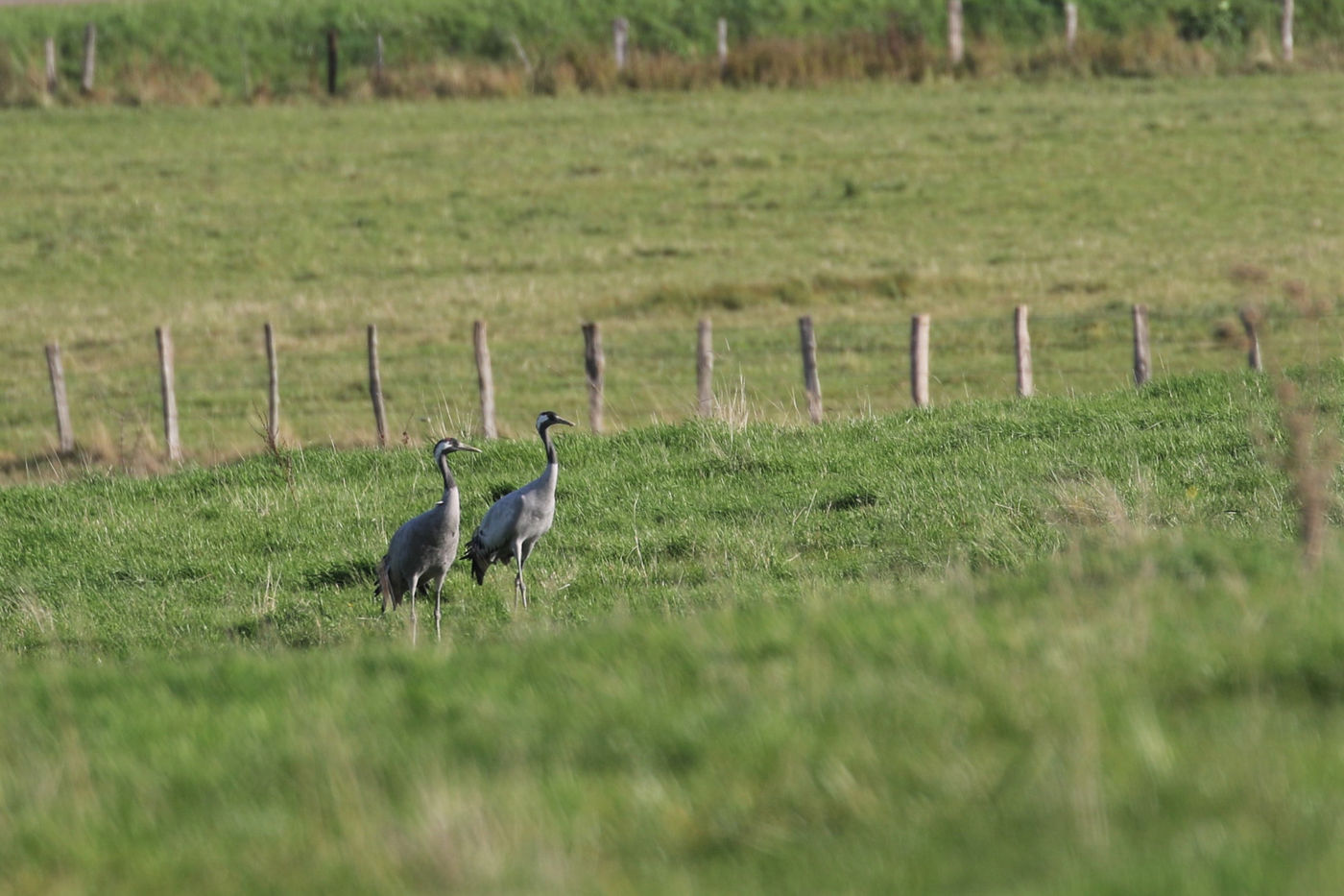 Een koppel kraanvogels in het weiland. © Noé Terorde