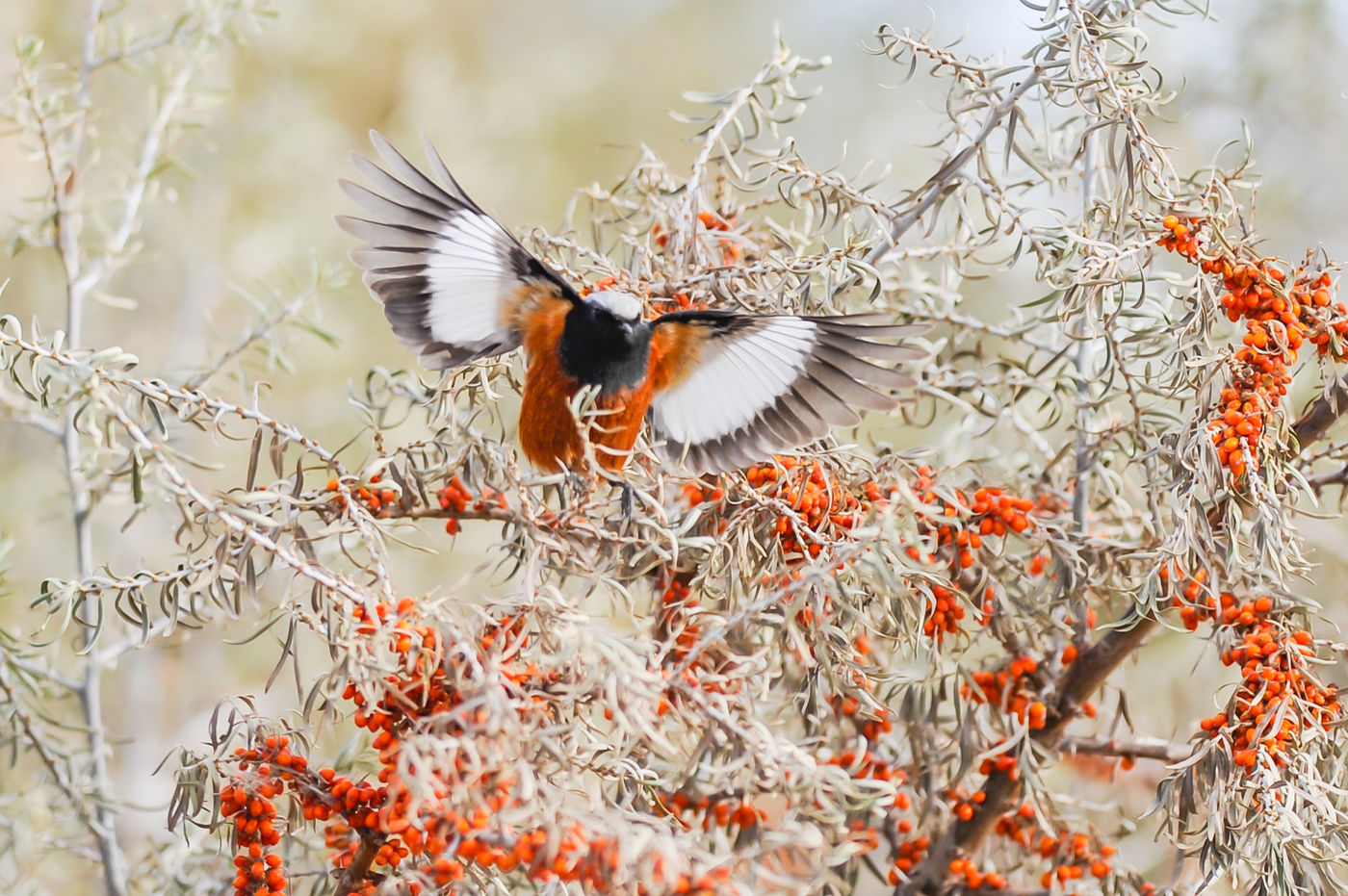 Een witkruinroodstaart toont z'n witte vleugelvelden. © Billy Herman