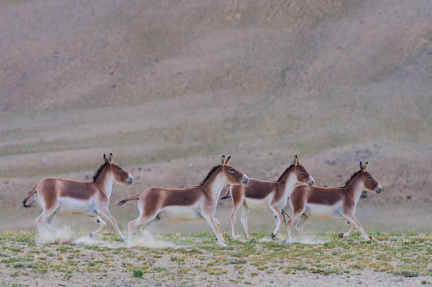 Tibetaanse wilde ezels behoren tot de grootsten van de huidige wilde ezels. © Billy Herman