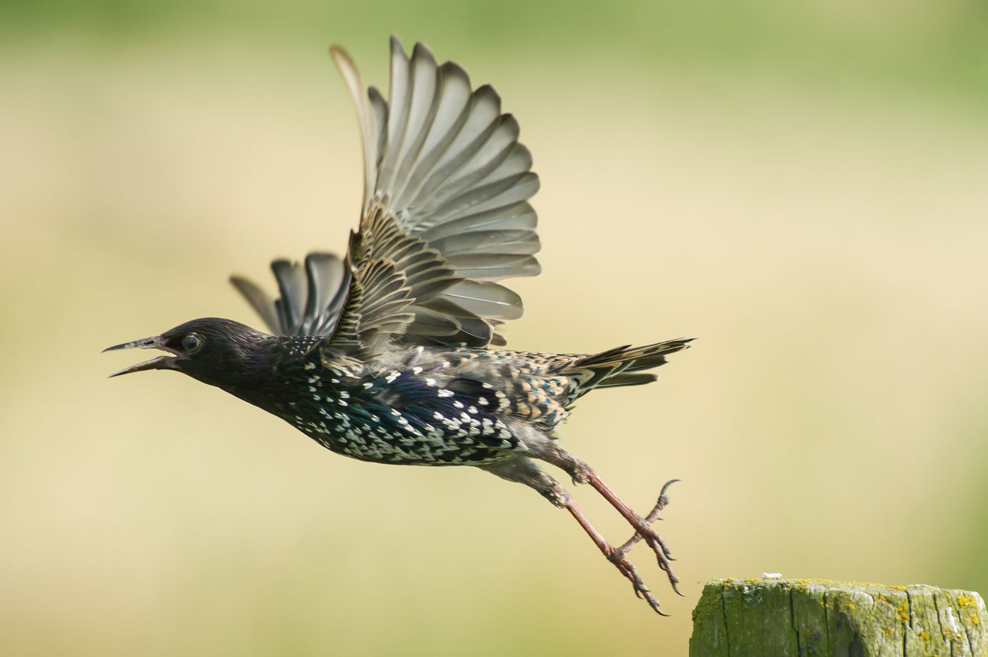 Een spreeuw, de favoriete soort van al onze reisbegeleiders natuurlijk. © Billy Herman