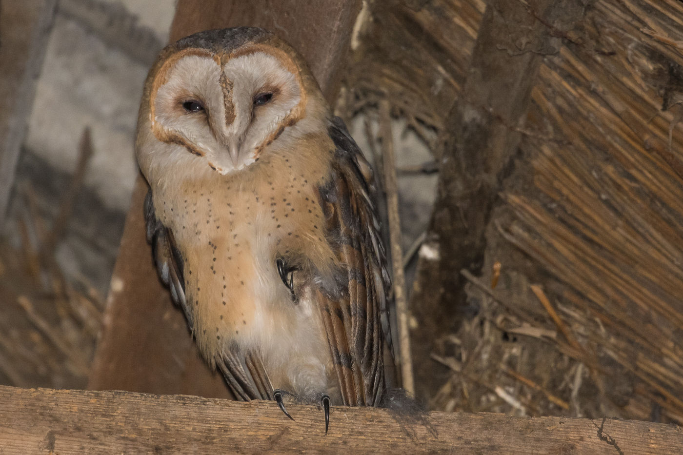 Maar er is ook randanimatie in de vorm van onder andere deze kerkuil. © Billy Herman