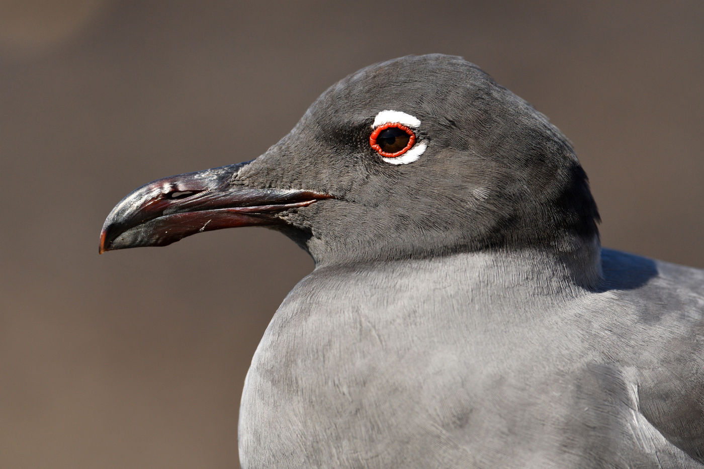 The lava gull, a dark version of the better known laughing gull, and again a unique species of the archipelago! © Yves Adams