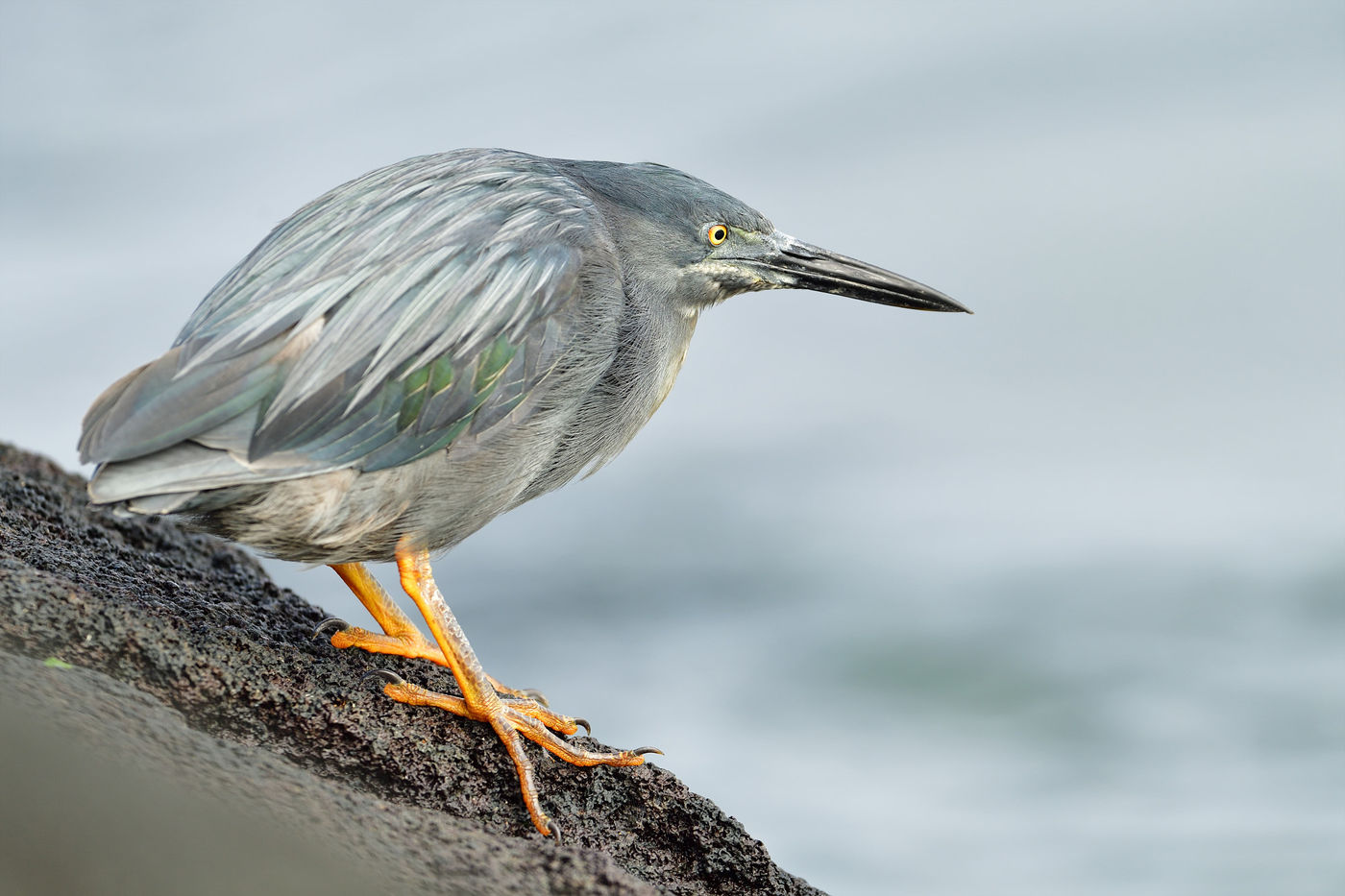 Als een grijze versie van de beter bekende green heron, aangepast voor de donkere ondergrond, kruipt deze lava heron rond op zoek naar prooi. © Yves Adams