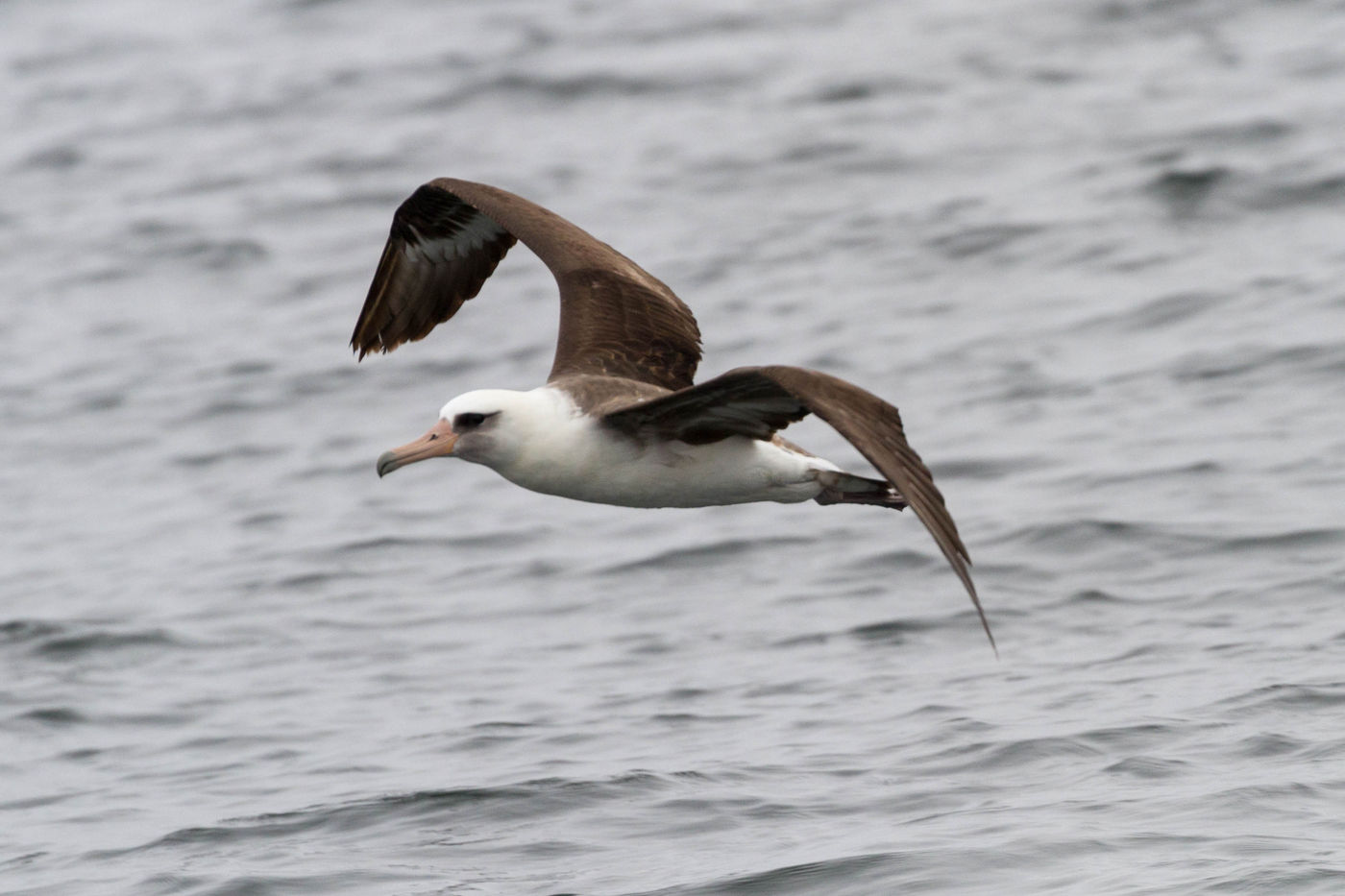 Laysans Albatross ©Iwan Lewylle Laysans Albatross ©Iwan Lewylle