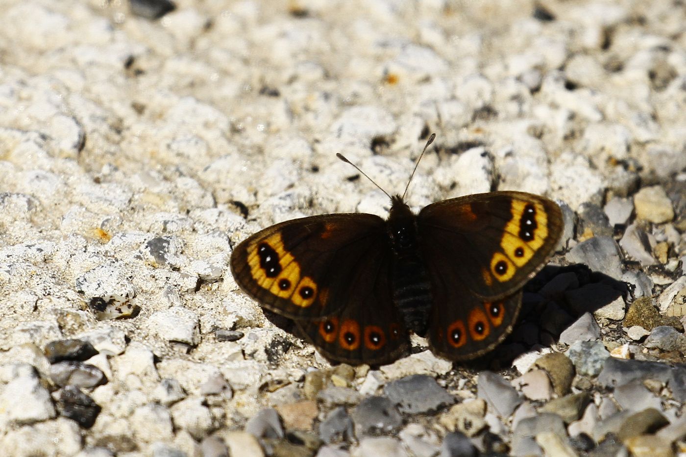 Lente-erebia's vind je met name op de zonovergoten baantjes, hopend op wat zouten. © Johannes Jansen