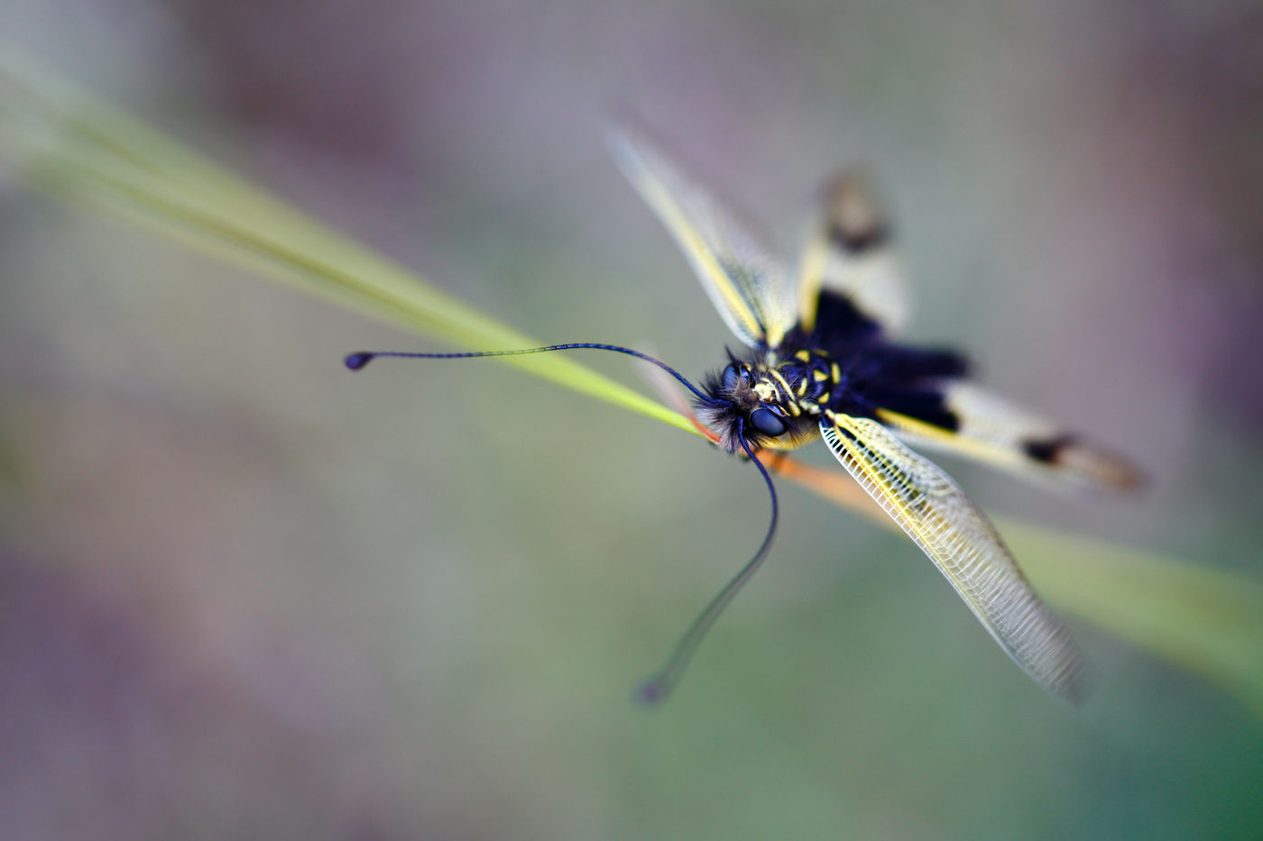 Découvrez des insectes incroyables. © Jonathan Lhoir