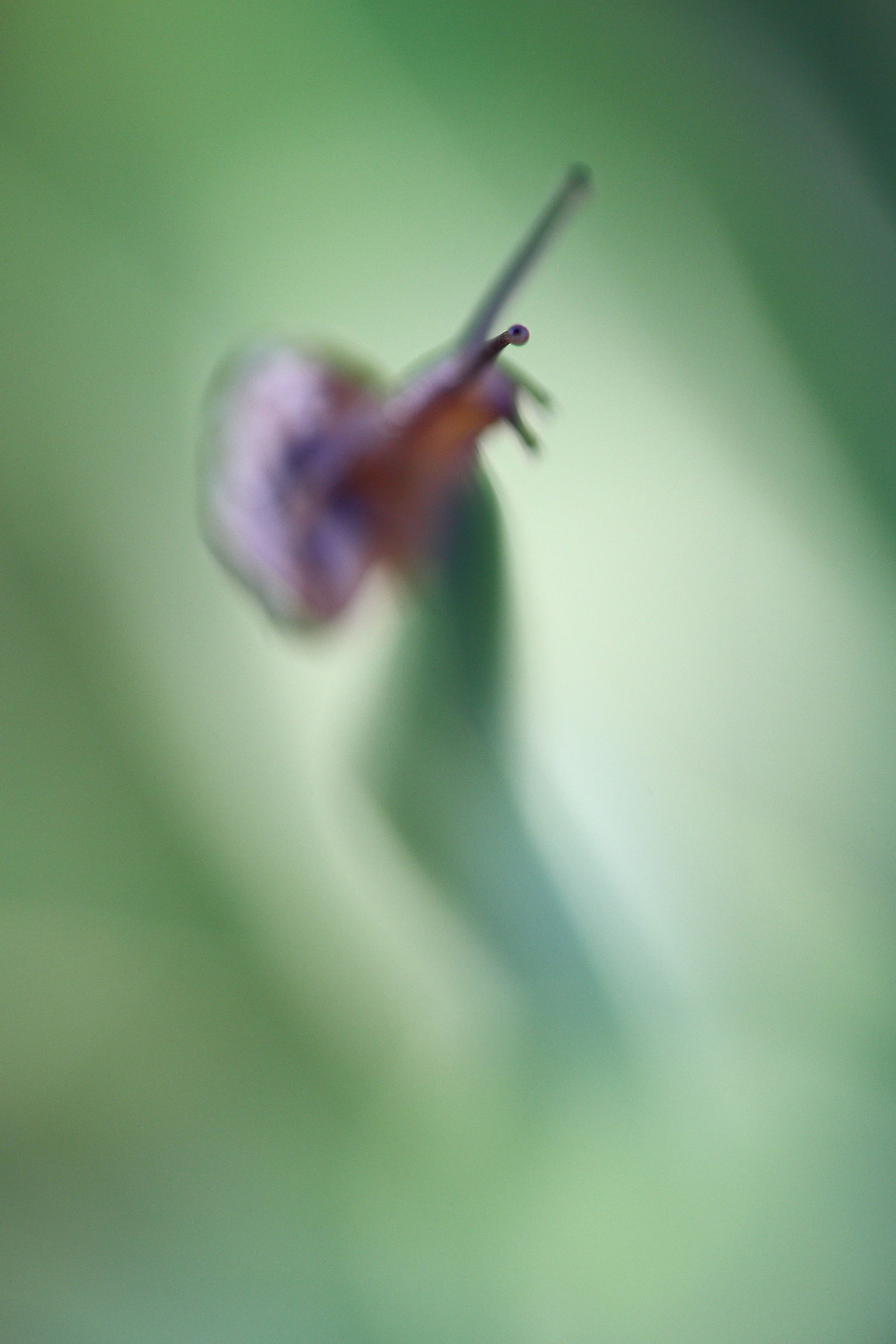 Le regard d'un escargot. © Jonathan Lhoir