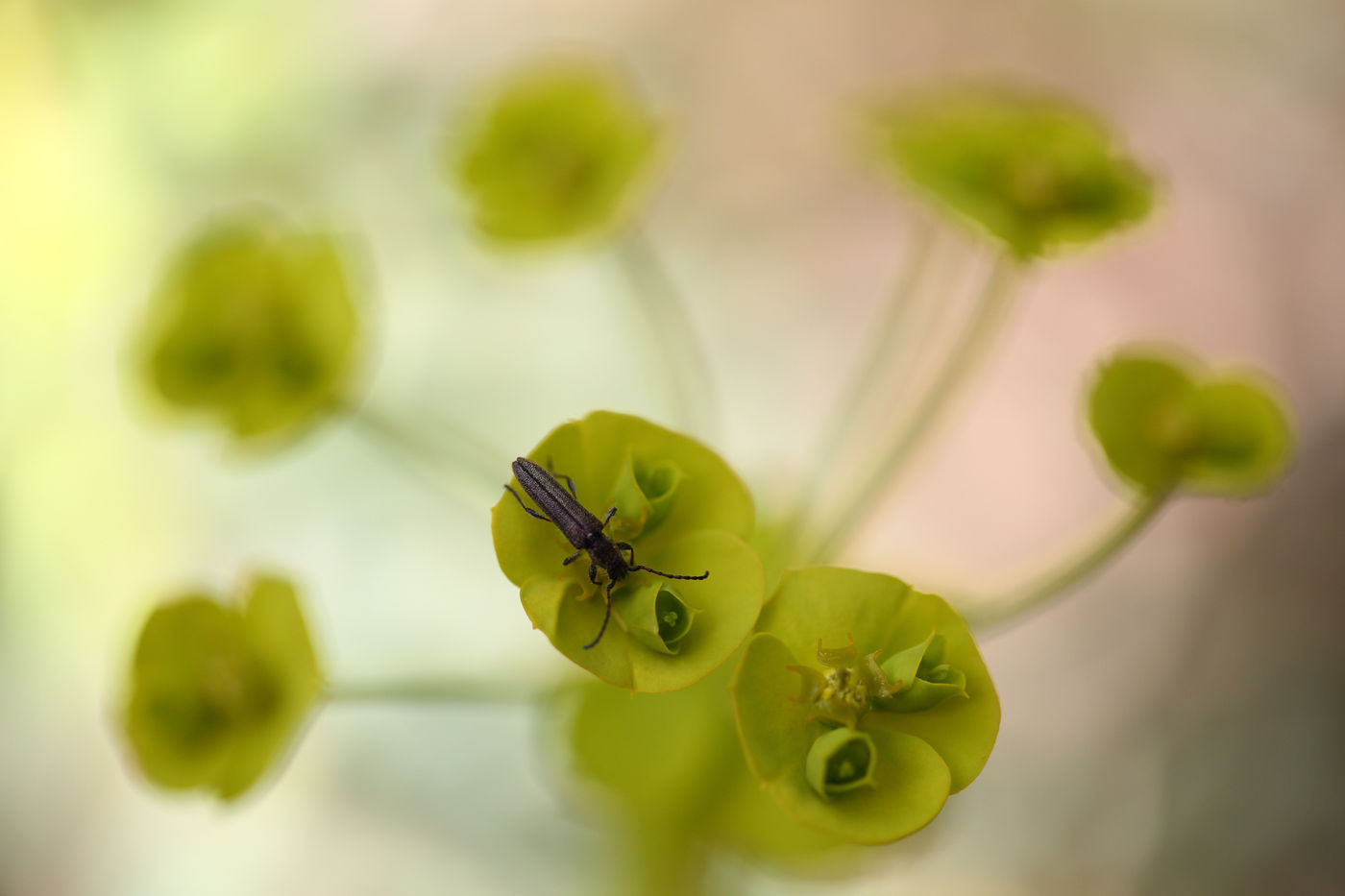 Perché sur sa fleur. © Jonathan Lhoir